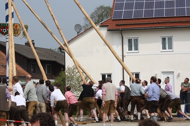 Maibaum 2013